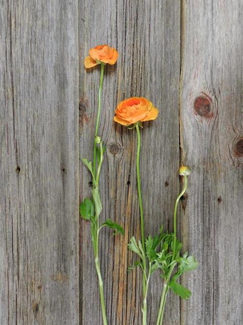  ORANGE RANUNCULUS